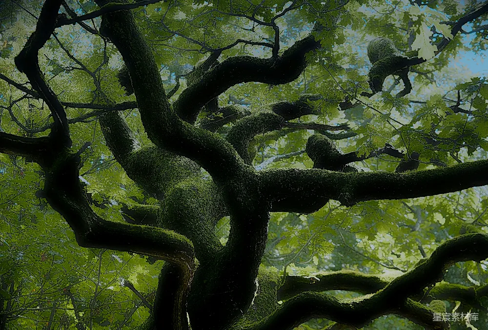 高清摄影 森林中的一棵树的画作