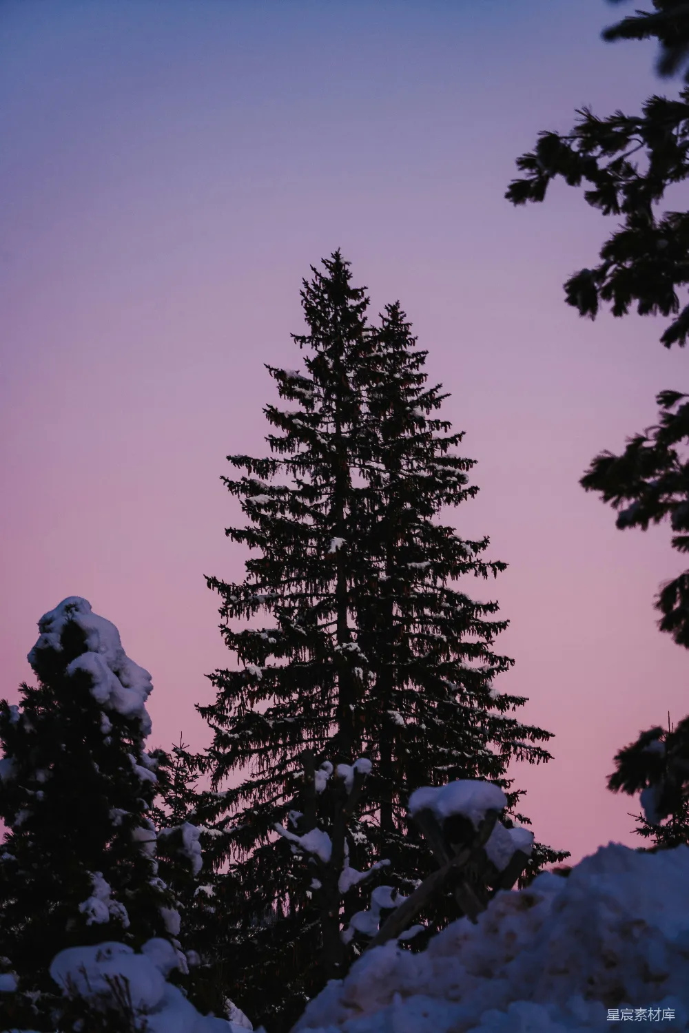 高清摄影 背景是一片粉色的天空，一棵覆盖着雪花的松树。