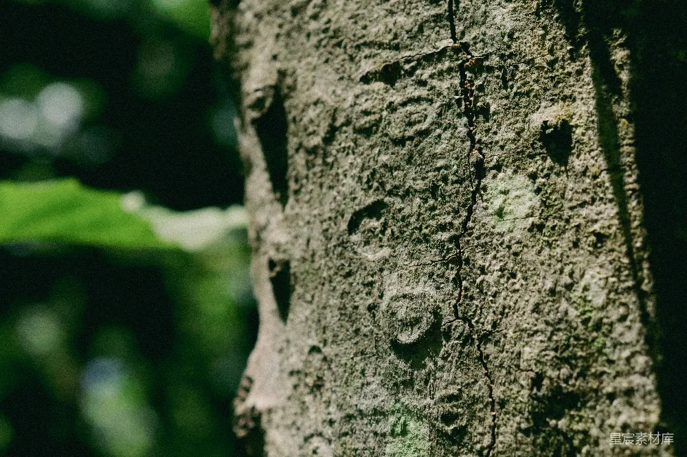 高清摄影 树皮的特写镜头