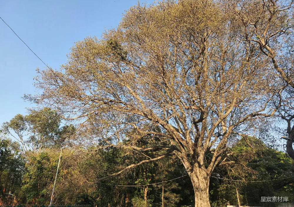 高清摄影 公园中央的一棵大树