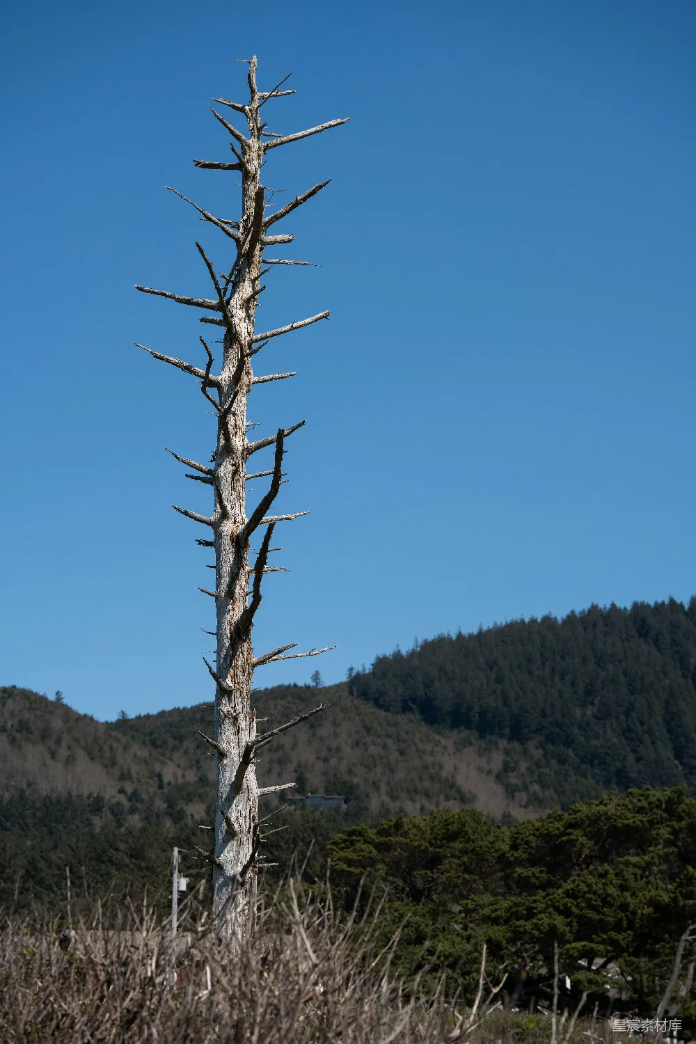 高清摄影 田野中一棵枯死的树，背景是山峦。