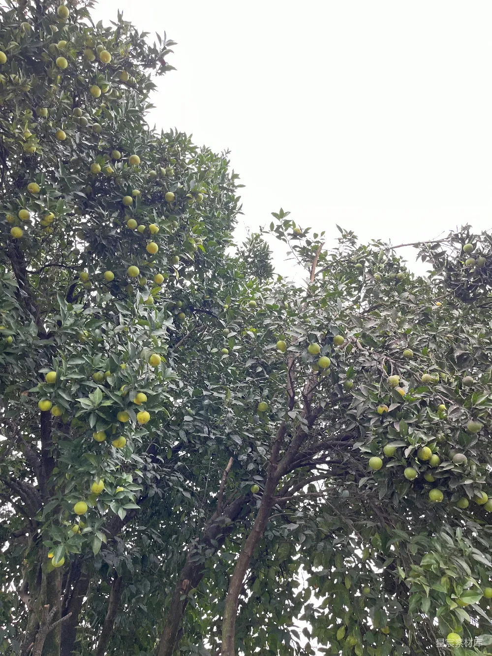高清摄影 一棵挂满许多绿色果实的树