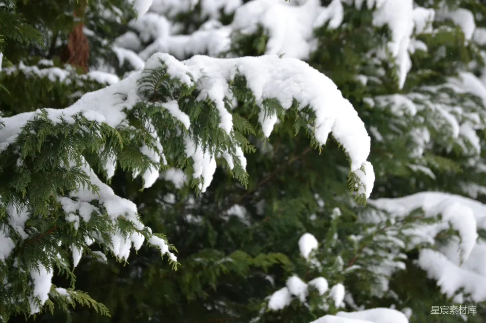 高清摄影 白天覆雪的松树