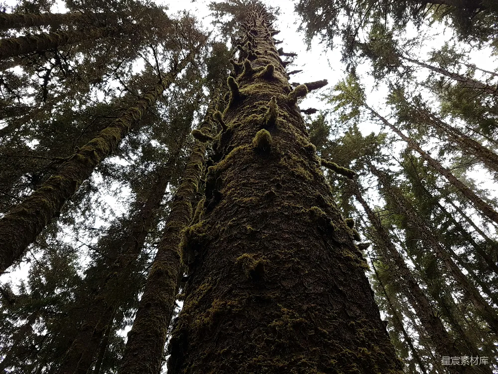 高清摄影 低角度拍摄的棕色树