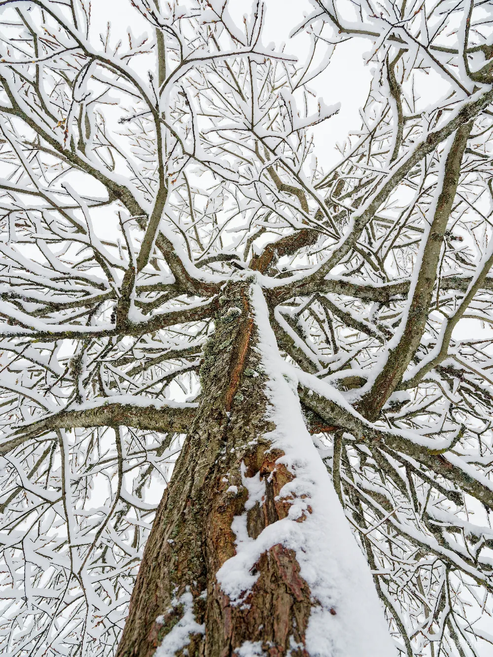 高清摄影 一棵非常高大的树覆盖着白雪，旁边是一片森林。