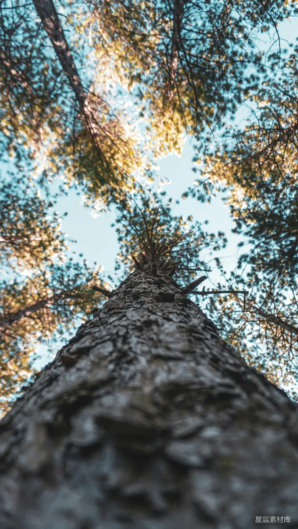 高清摄影 低角度拍摄的森林树木