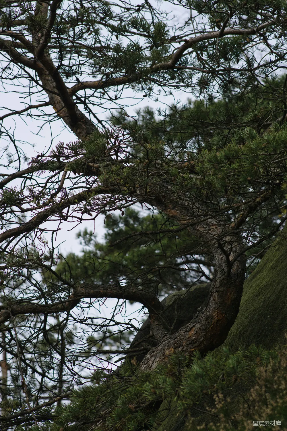 高清摄影 一只鸟站在树干的枝头上