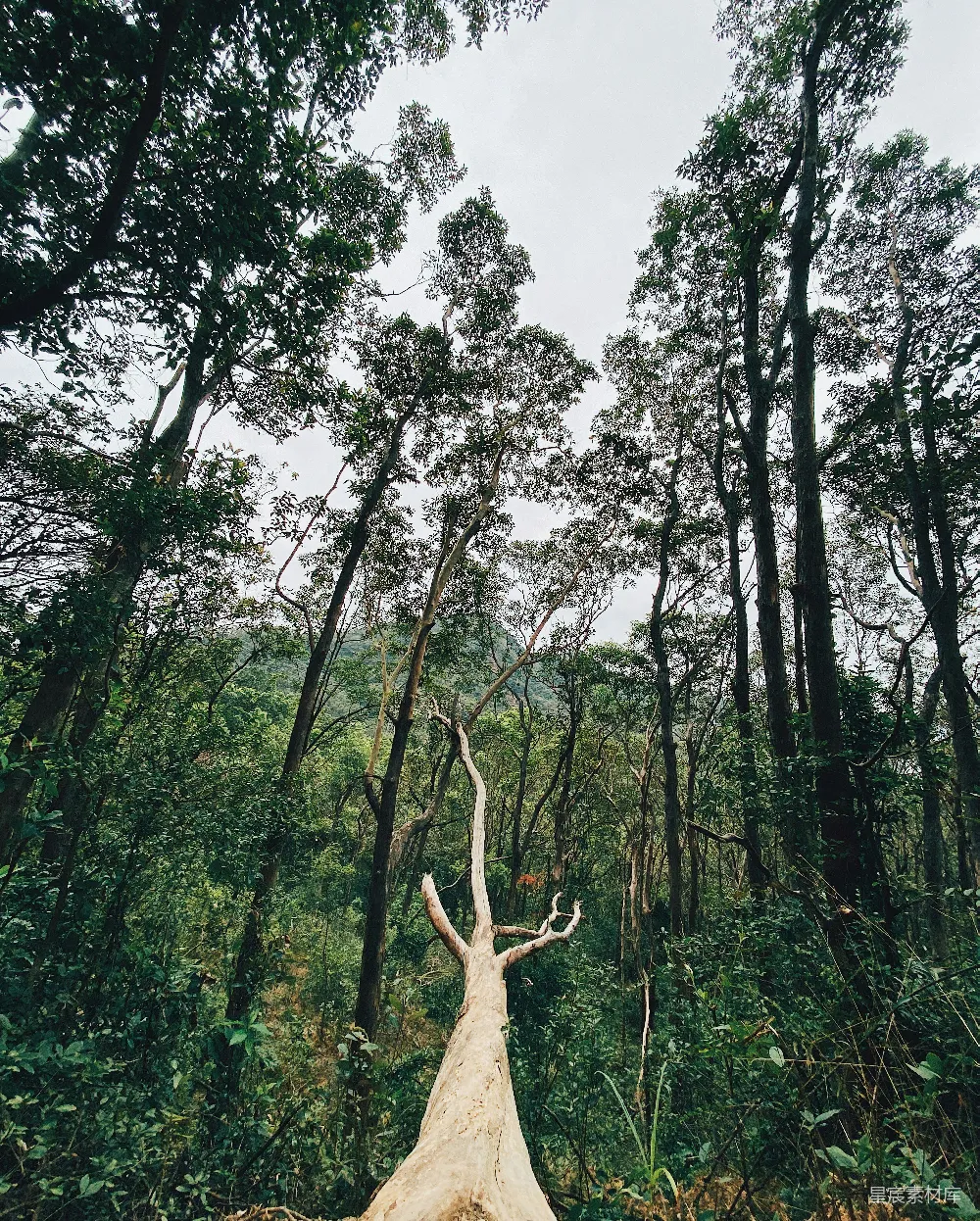 高清摄影 棕色鹿在白天绿色草地上站立。