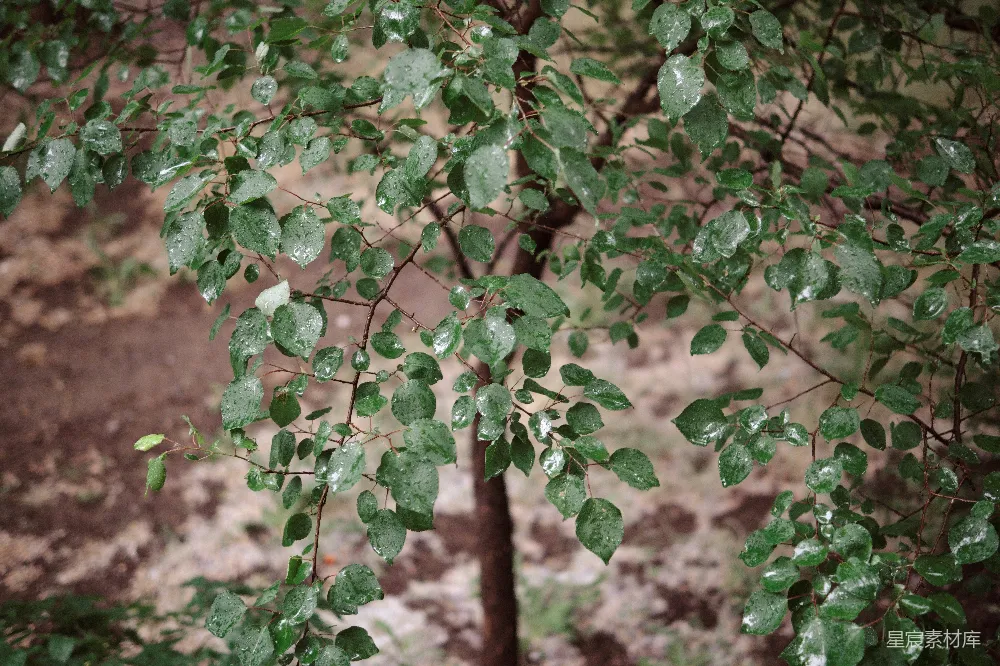 高清摄影 雨中一棵绿叶的树