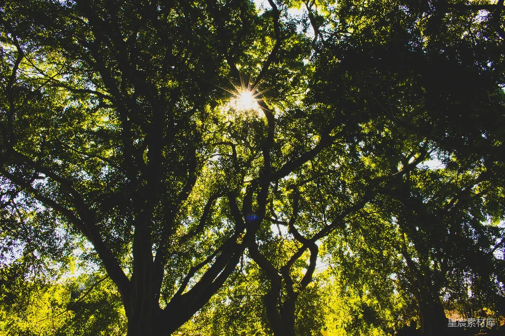 高清摄影 白日绿树