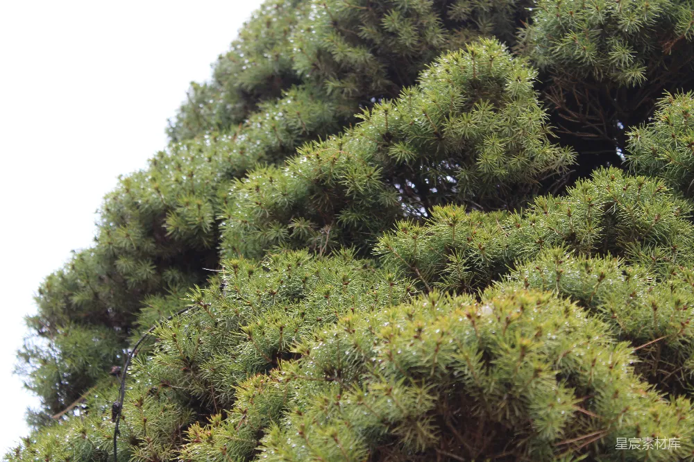 高清摄影 一只鸟栖息在一棵绿树的顶端。