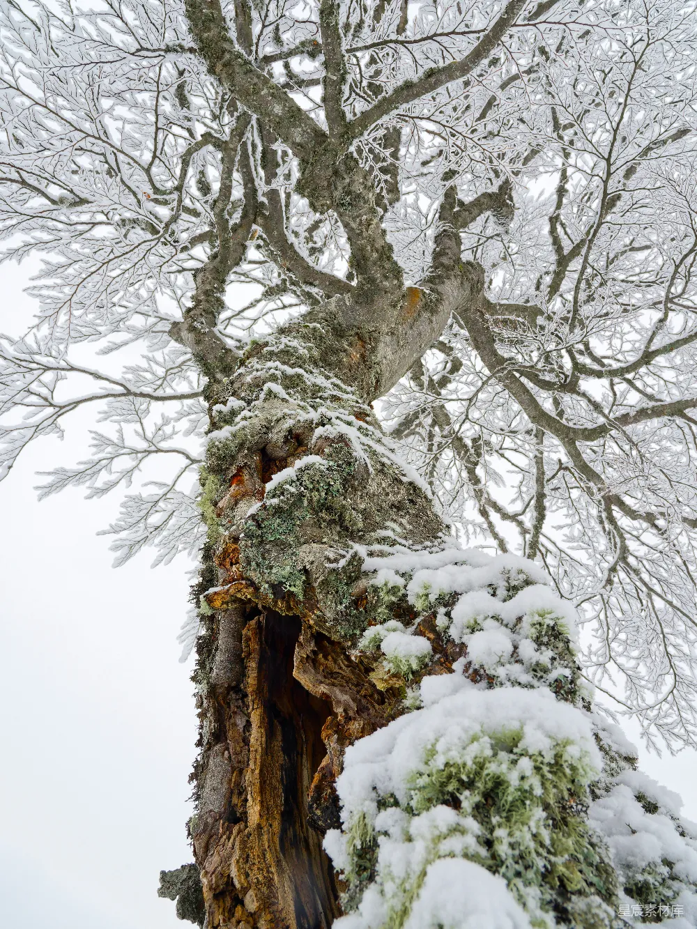 高清摄影 一棵覆盖着白雪的树旁边是一片森林