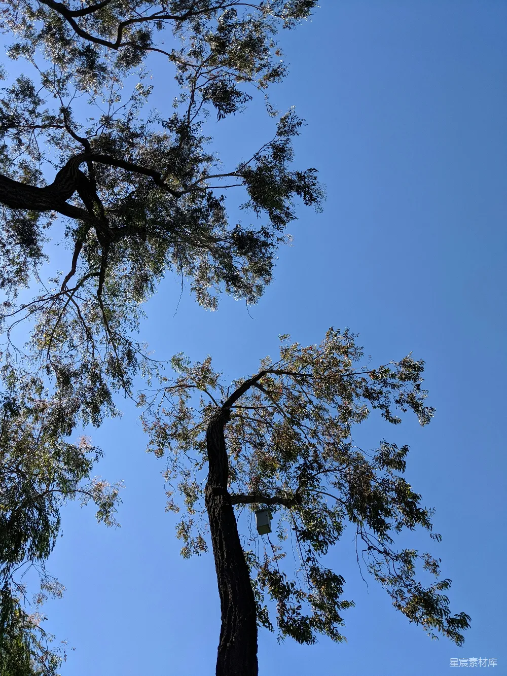 高清摄影 白天绿树蓝天下的景象