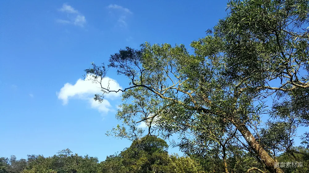 高清摄影 白天绿树蓝天间