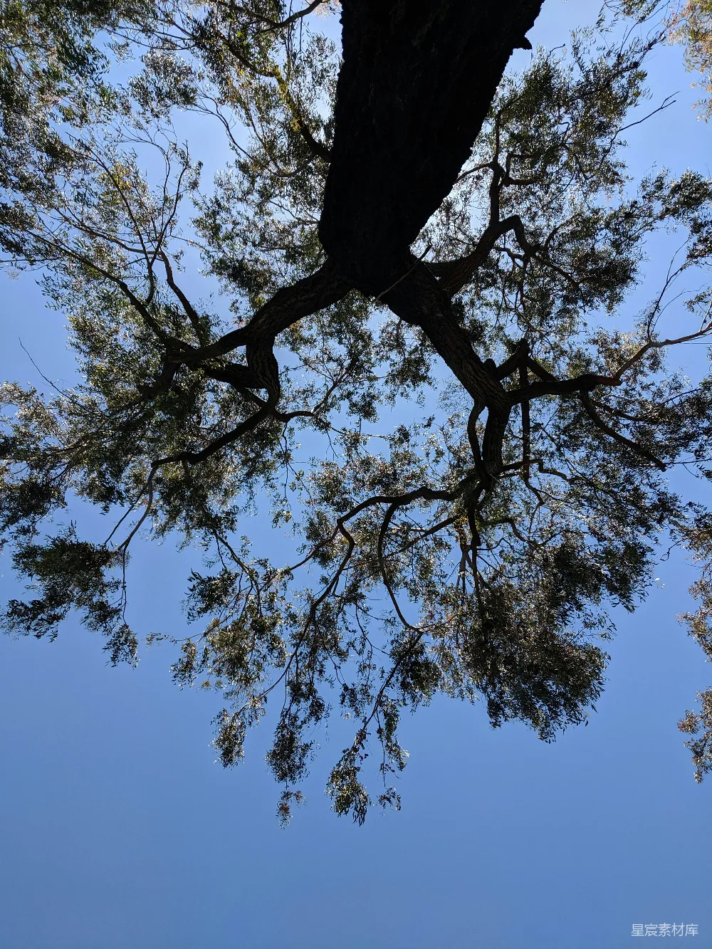 高清摄影 白天绿树蓝天下