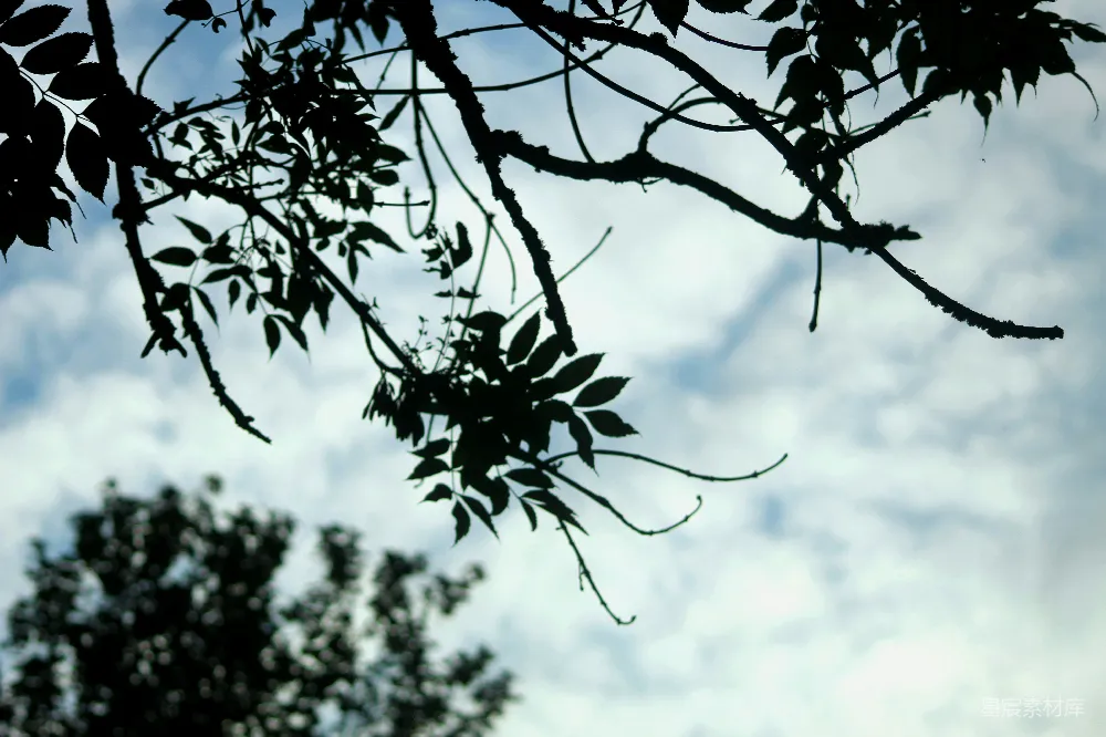 高清摄影 树干上的叶子和背景中的天空