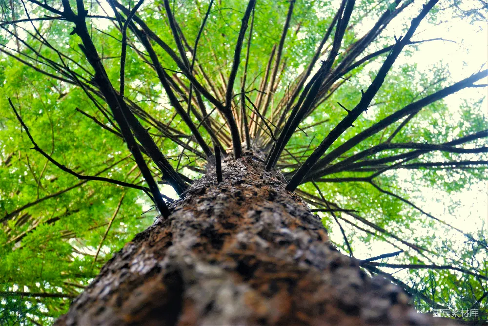 高清摄影 森林里抬头仰望一棵高树