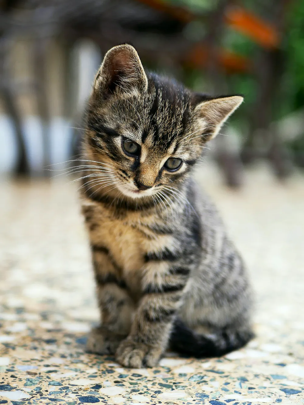 高清摄影 棕色虎斑小猫坐在地板上