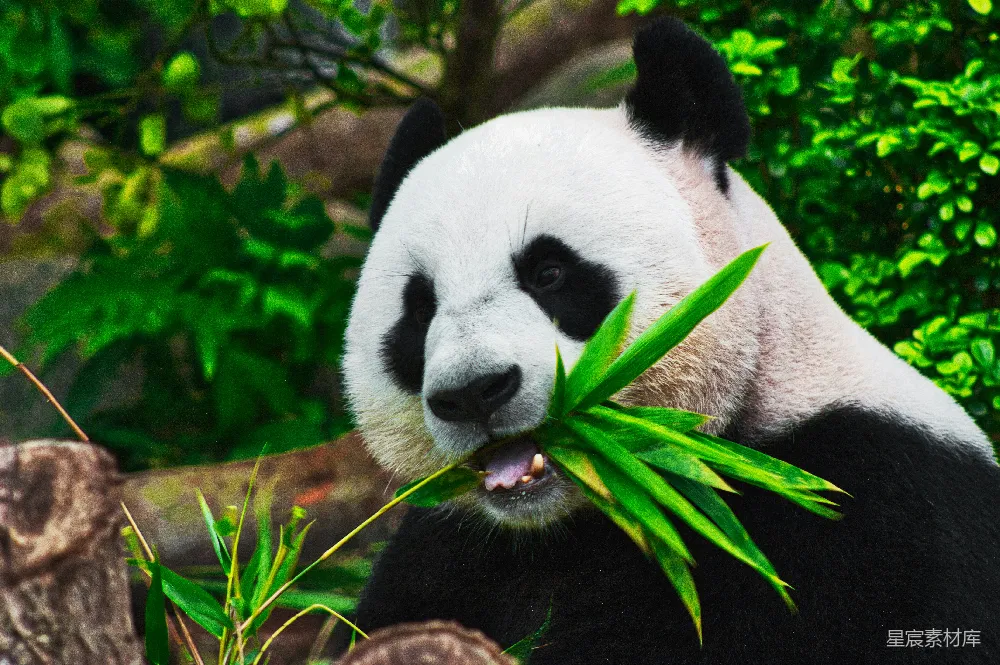高清摄影 熊猫吃竹子