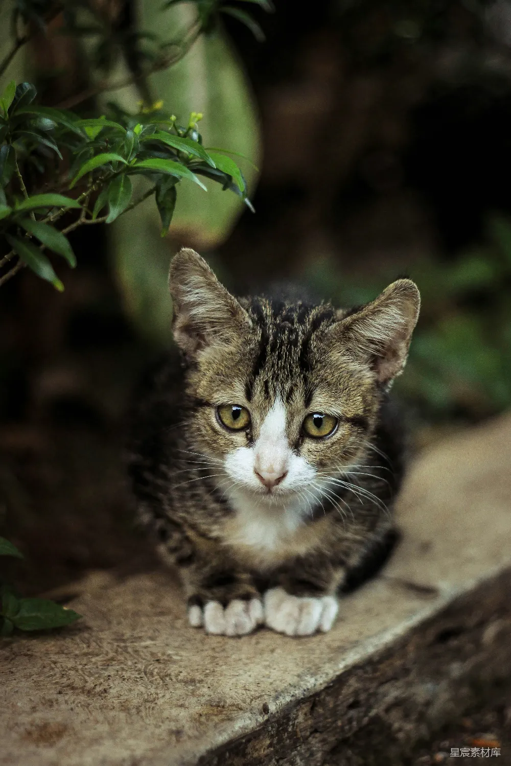 高清摄影 灰猫小 kittens
