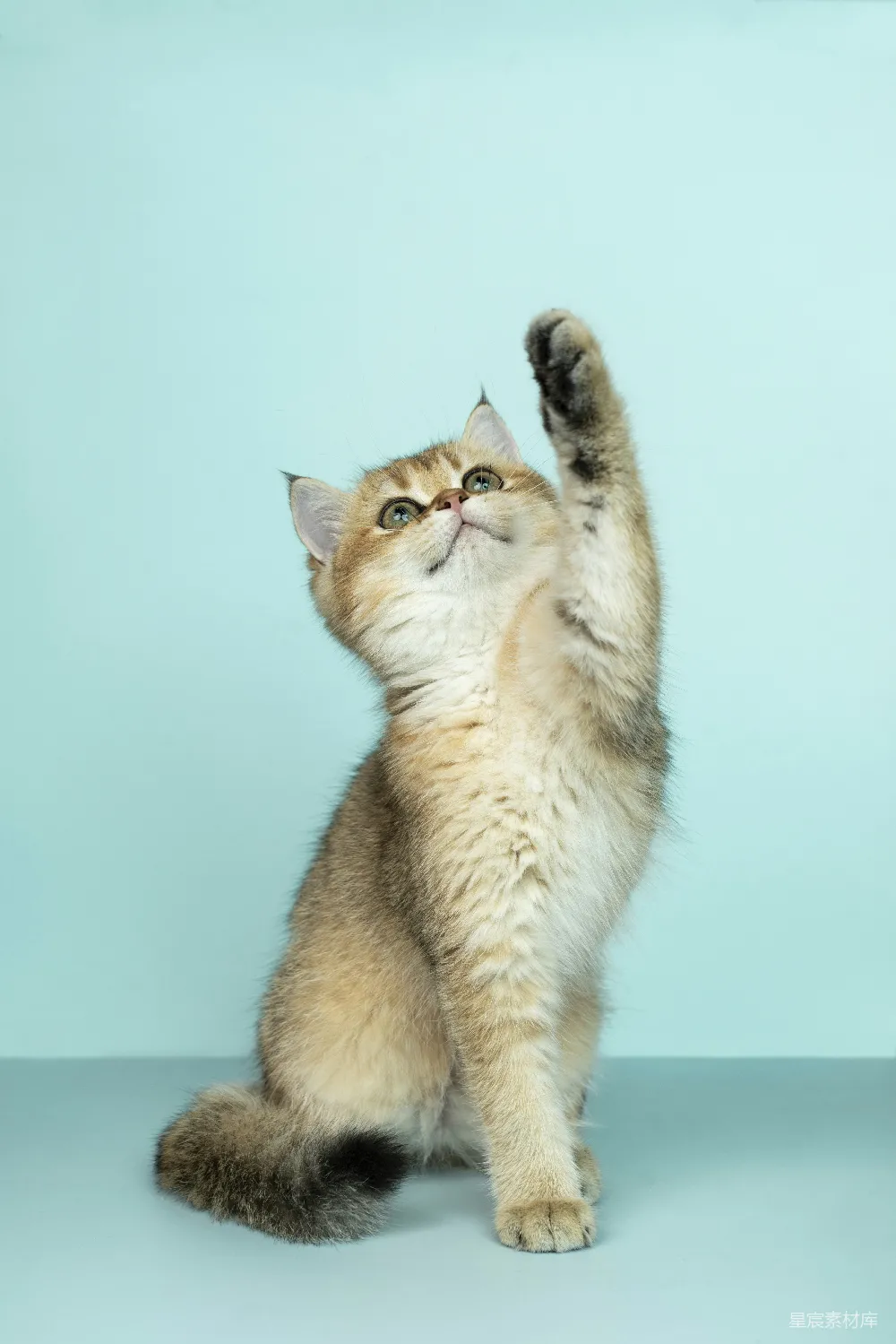 高清摄影 白毛和棕色长毛的猫