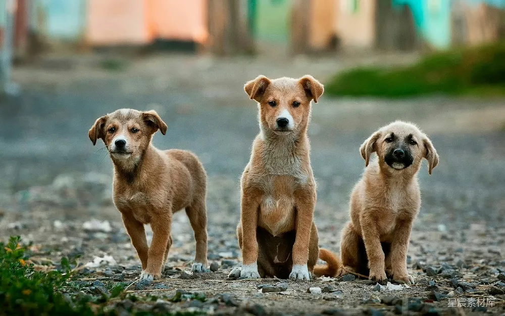 高清摄影 聚焦拍摄三只棕色梗犬的照片