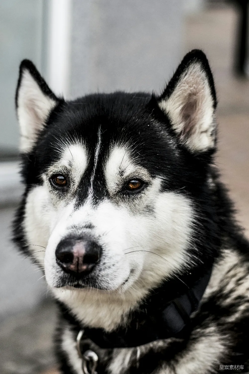 高清摄影 黑白西伯利亚雪橇犬的特写照片