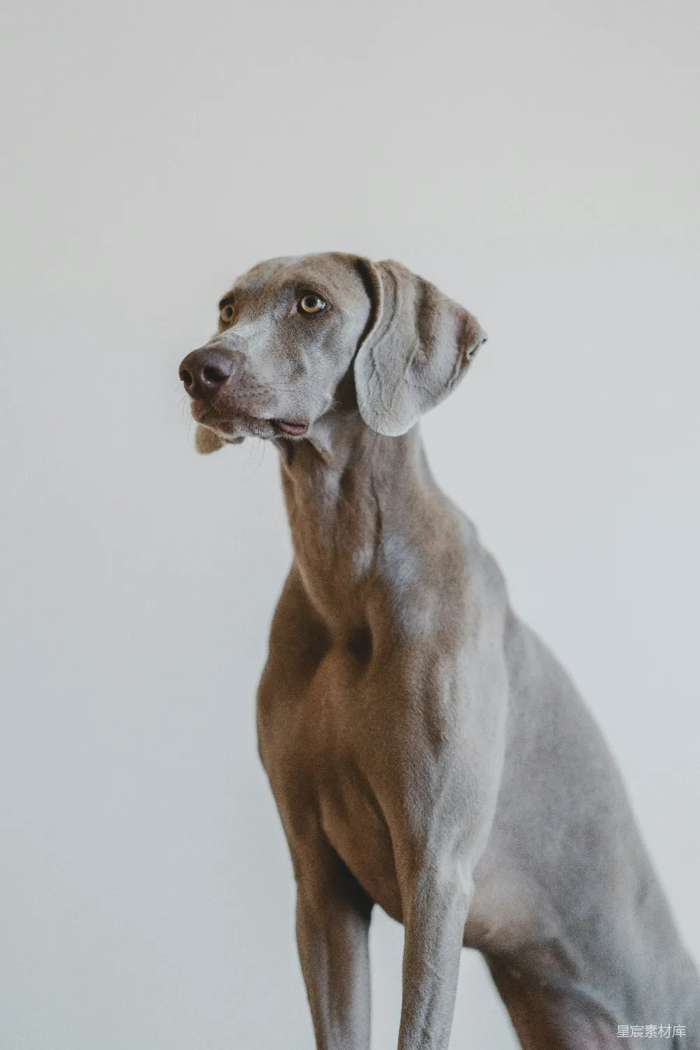 高清摄影 蓝魏玛牧羊犬