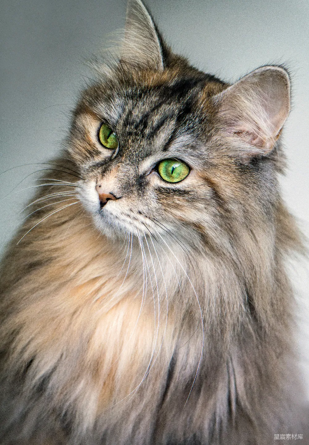 高清摄影 聚焦长毛棕色猫的摄影