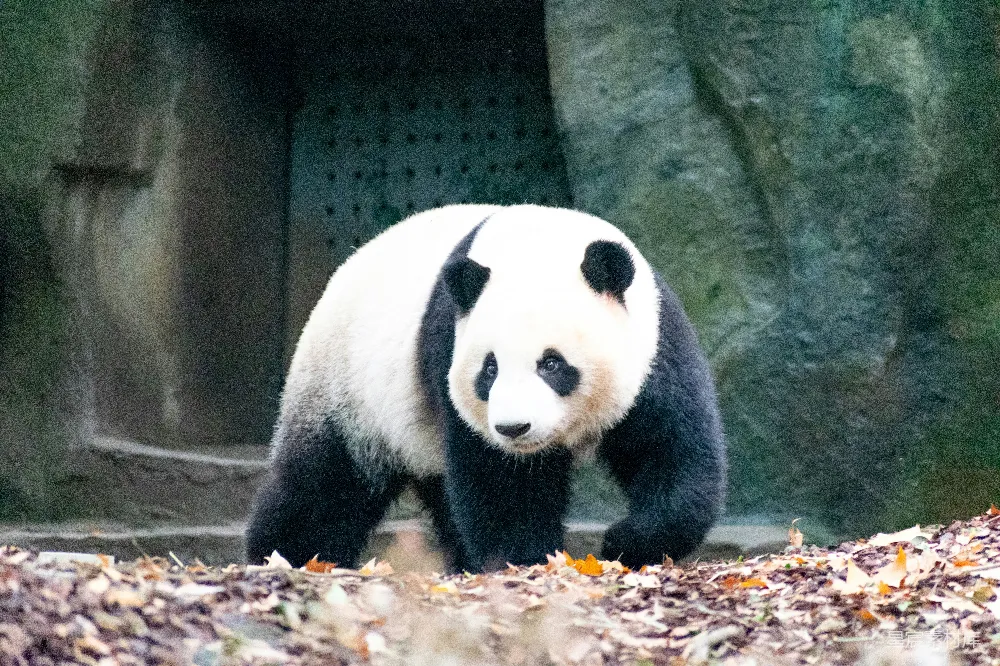 高清摄影 步行熊猫面前的混凝土建筑