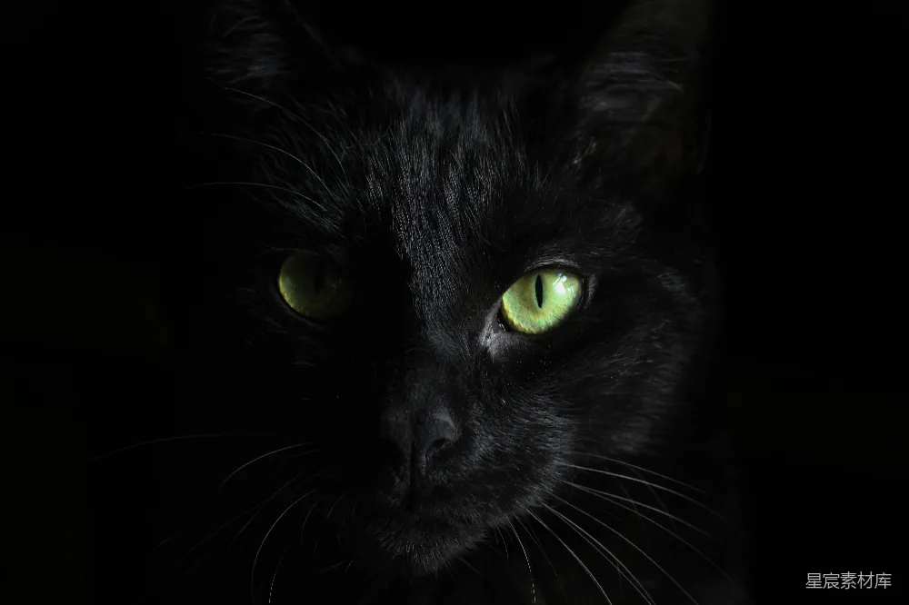 高清摄影 黑猫的 macro 照片