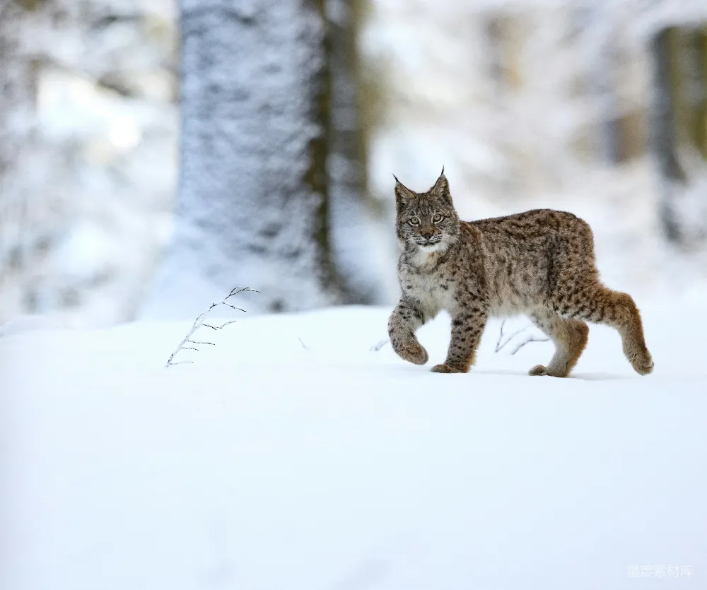 高清摄影 棕色和黑色的猫在雪覆盖的地面上