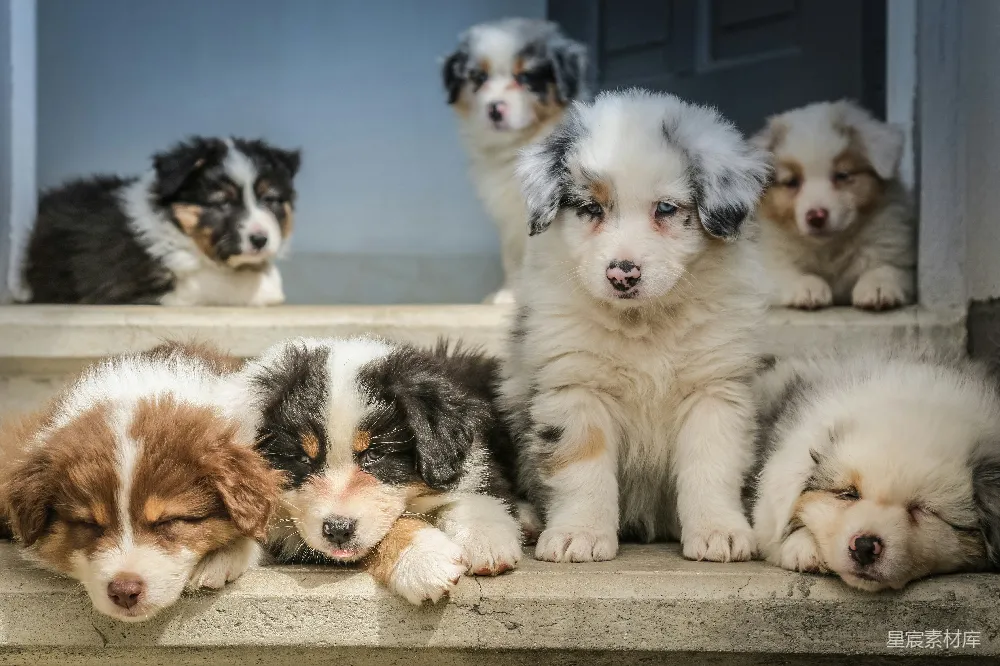 高清摄影 四只五彩斑斓的幼犬在窗前