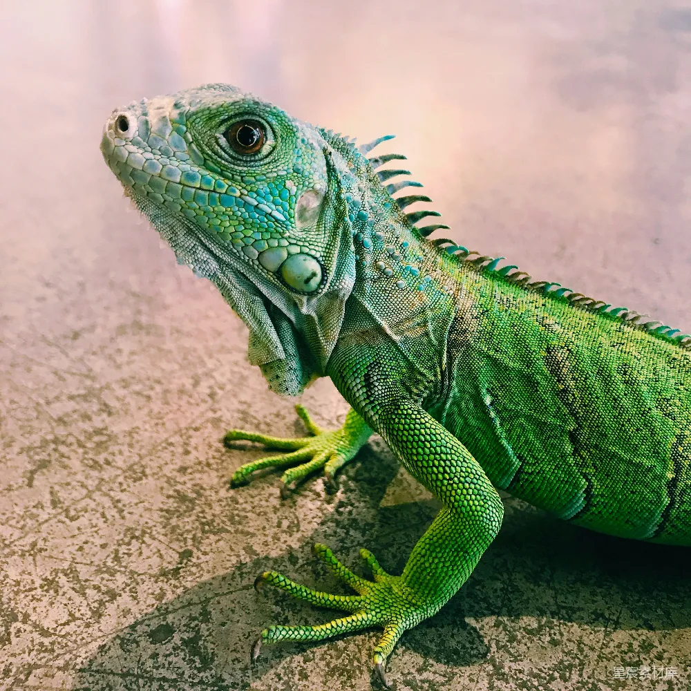 高清摄影 龟的照片关注IGUANA