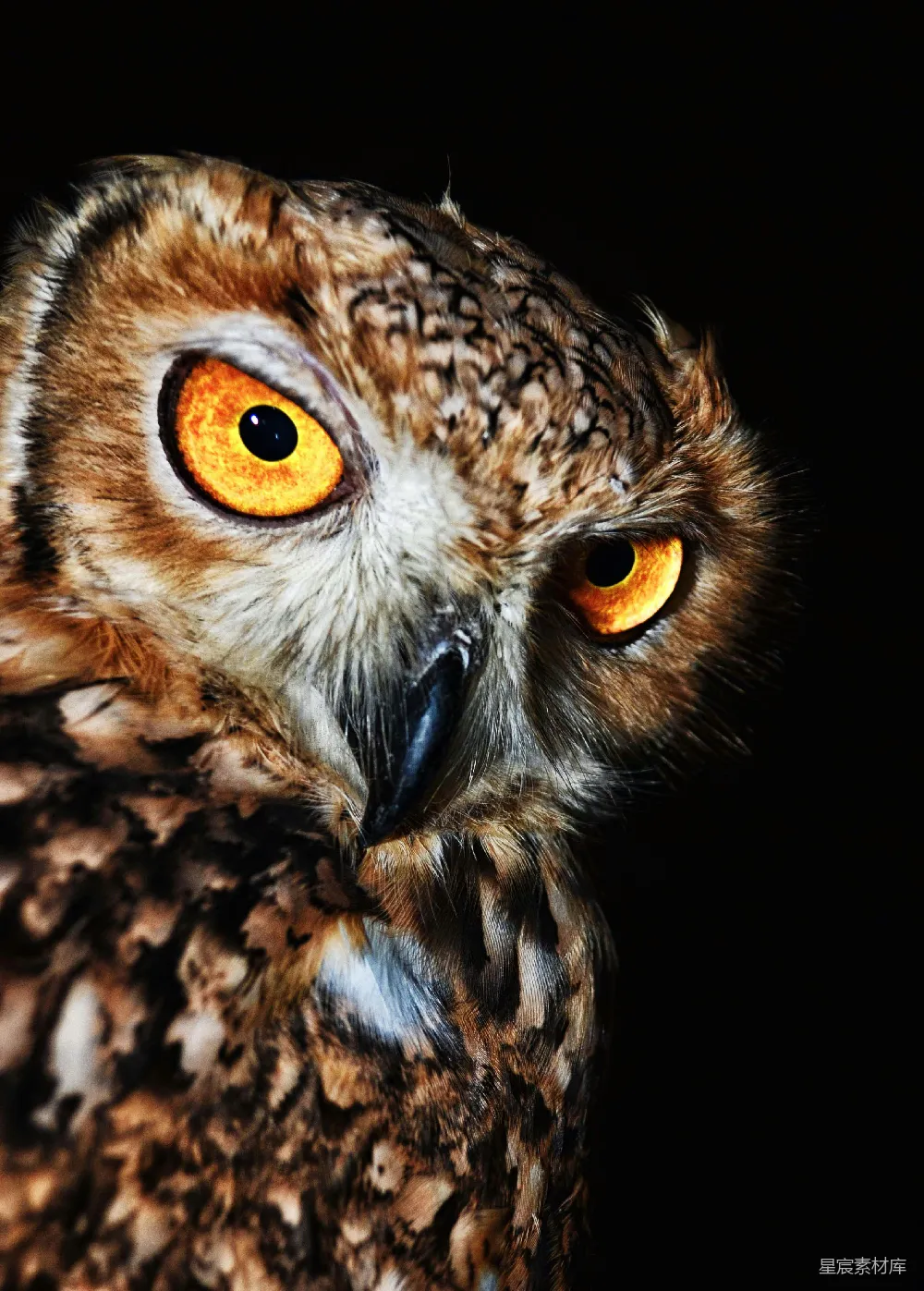 高清摄影 棕色 Owl 的近照