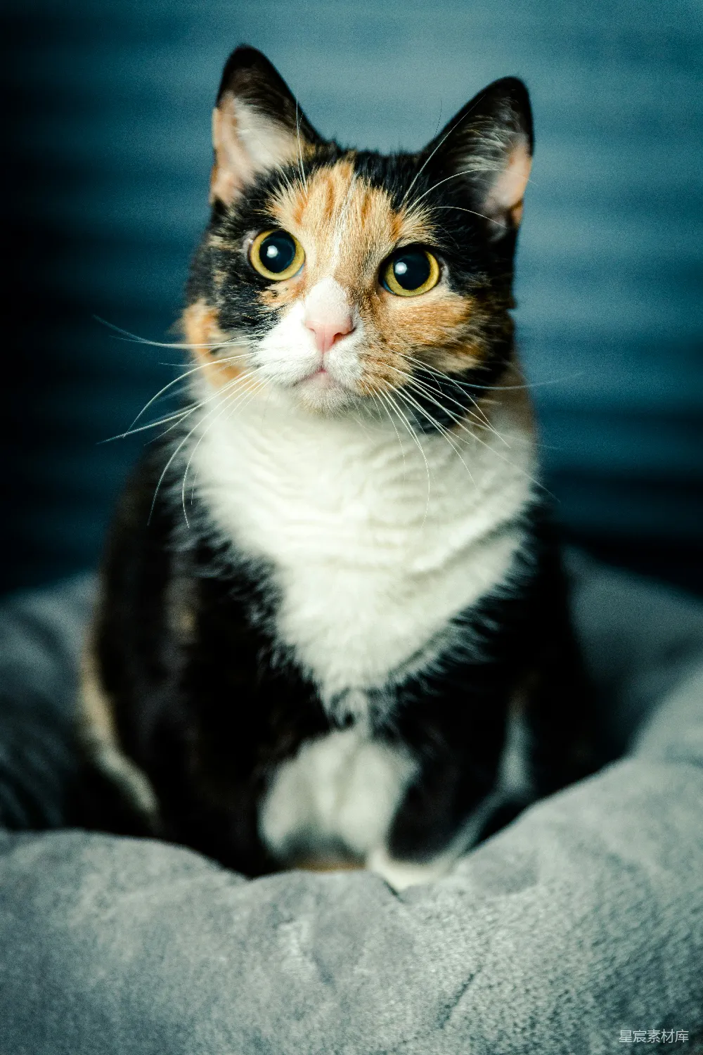 高清摄影 灰底布上的点纹猫