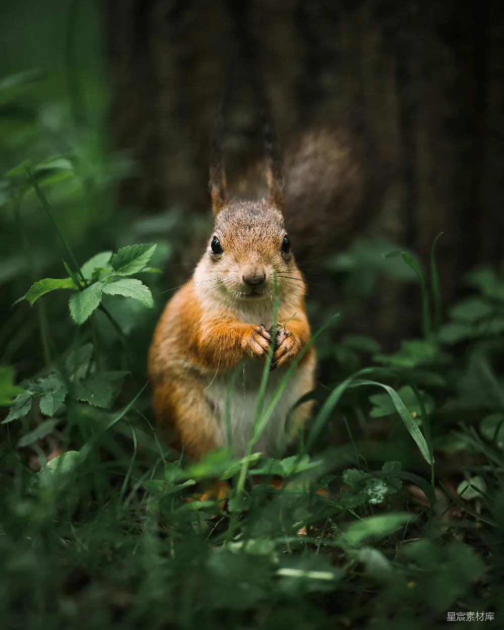 高清摄影 白天棕色和白色 squirrels 在绿色草地上