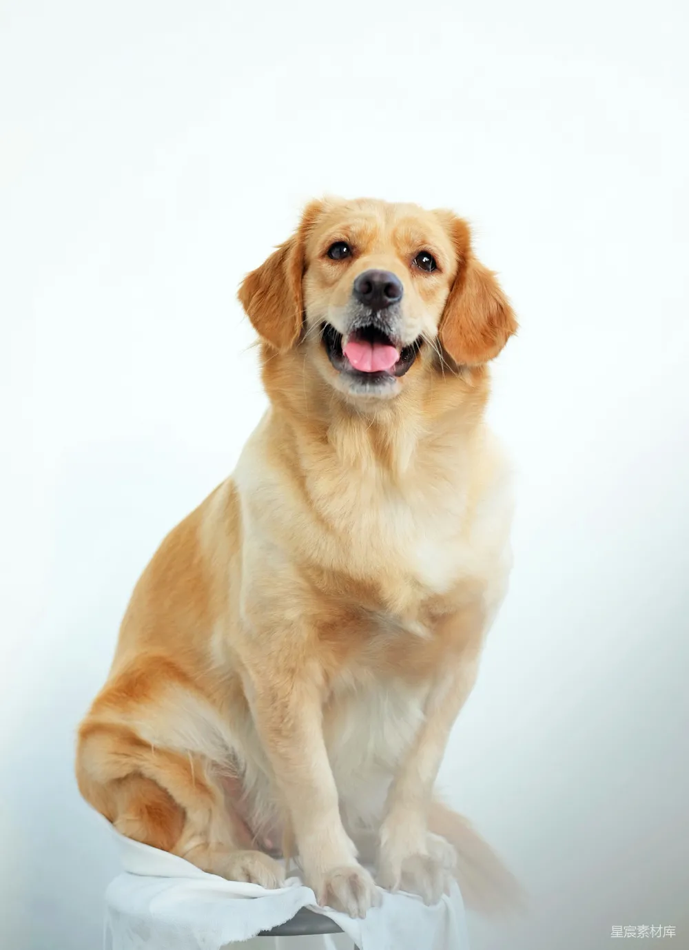 高清摄影 金色 Retrieval 犬幼犬置于白色背景上