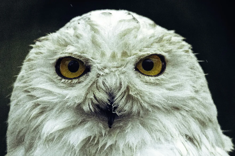 高清摄影 近景中的一只白 owl