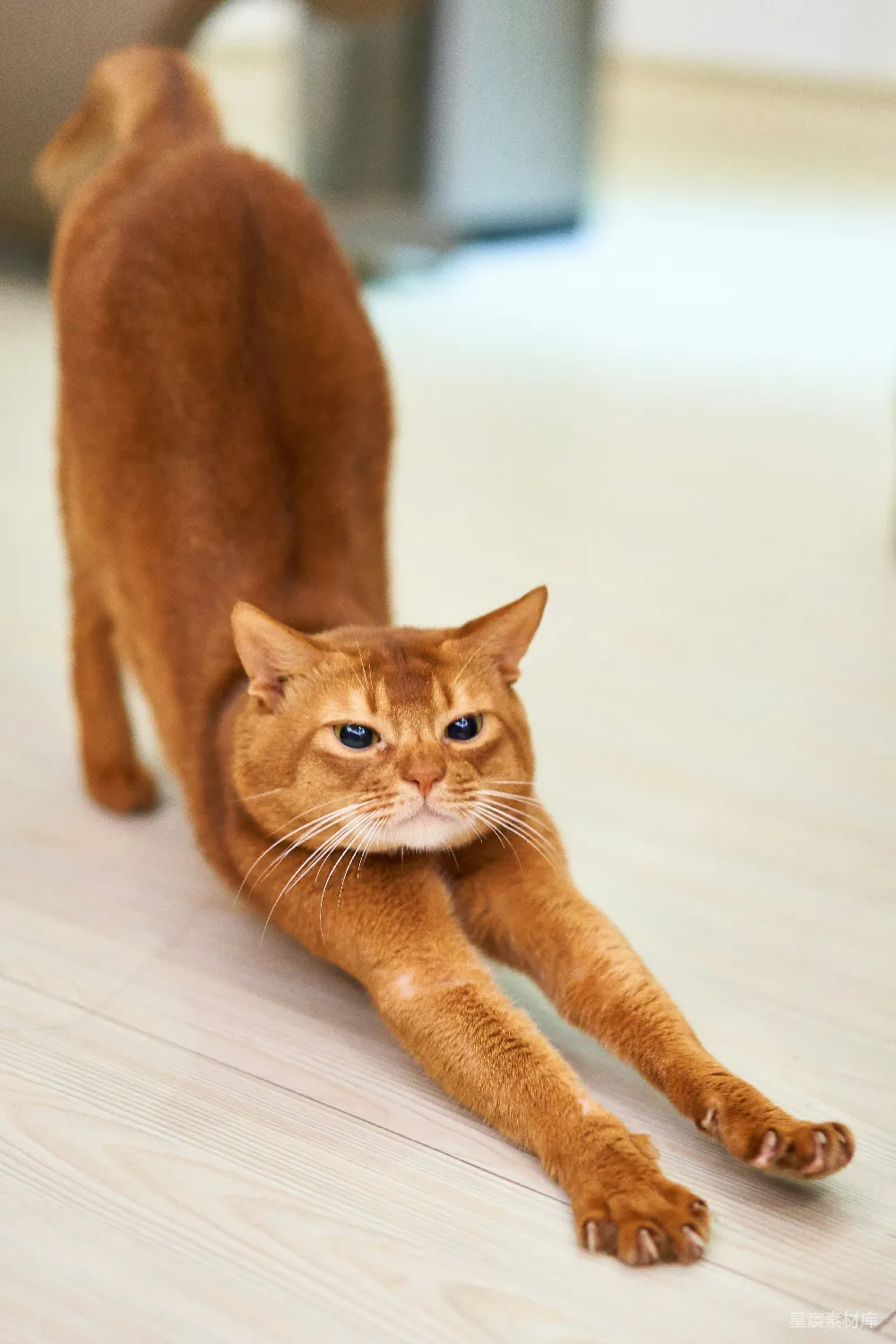 高清摄影 橙色猫在白色表面伸展身体