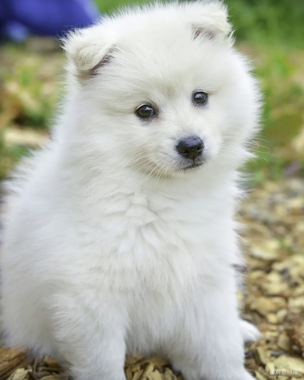 高清摄影 白松博美 Puppy 满足于棕色落叶之上