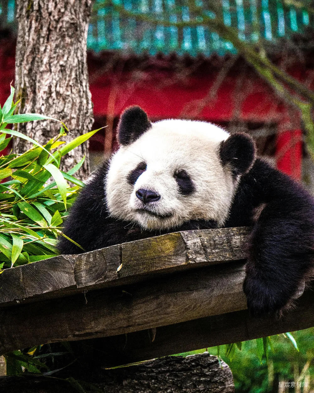 高清摄影 灰木上熊猫 Bear 紧挨着绿植物