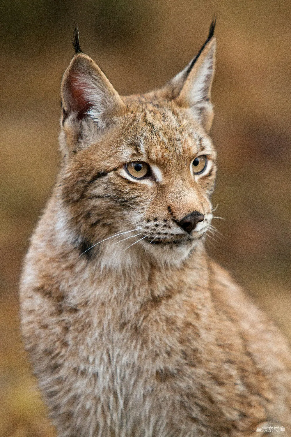 高清摄影 棕色山猫猫