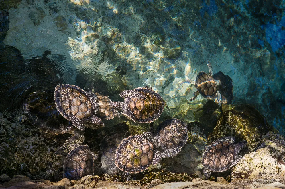 高清摄影 水中的海龟