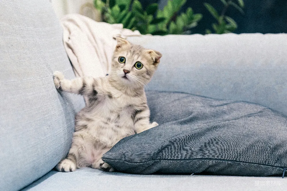 高清摄影 宠物 生活 可爱 小猫趴在沙发上