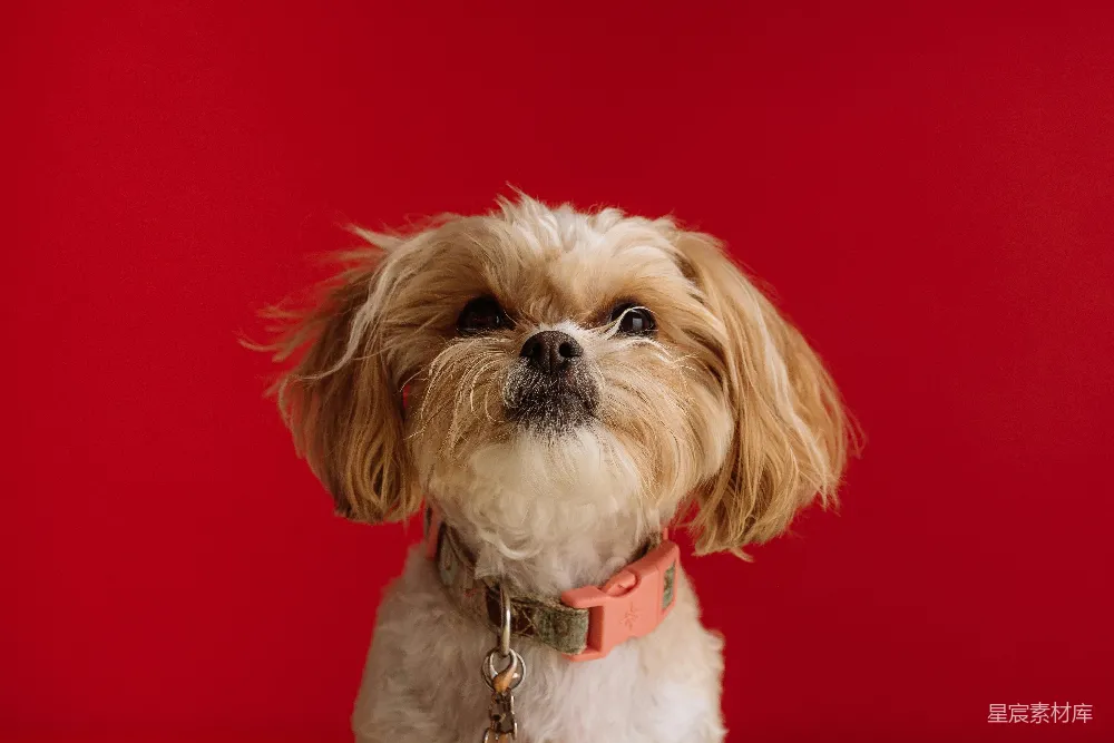 高清摄影  白褐比格犬