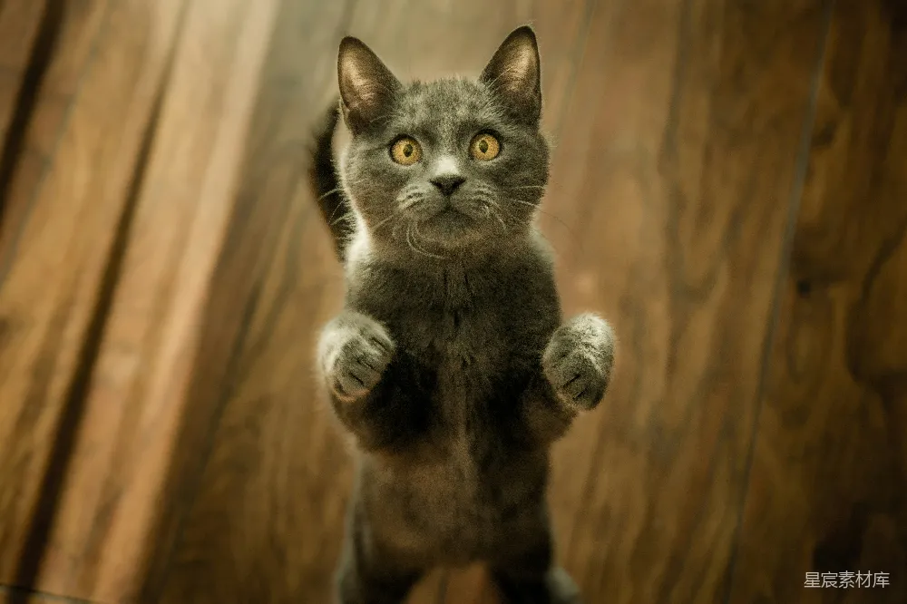 高清摄影 灰猫站在两脚上
