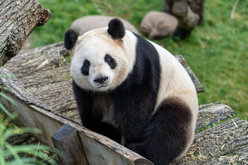 高清摄影 白天白黑熊猫在棕色木栅栏旁