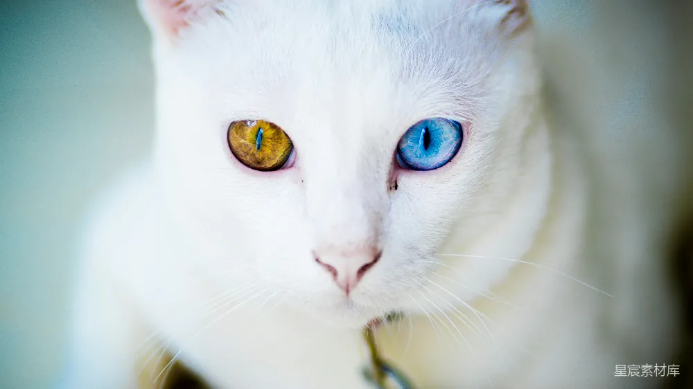 高清摄影 蓝眼黄猫坐在白色表面上