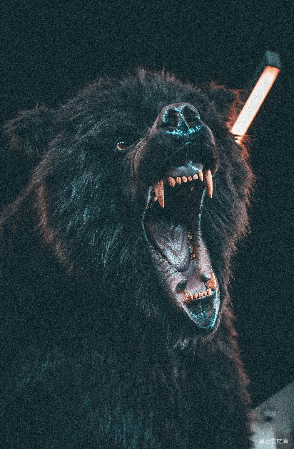 高清摄影 咆哮的棕熊